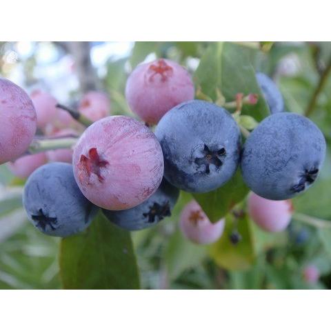 ブルーベリー ブルーシャワー 株立ち 約1.4m 現品販売 特大株 特大