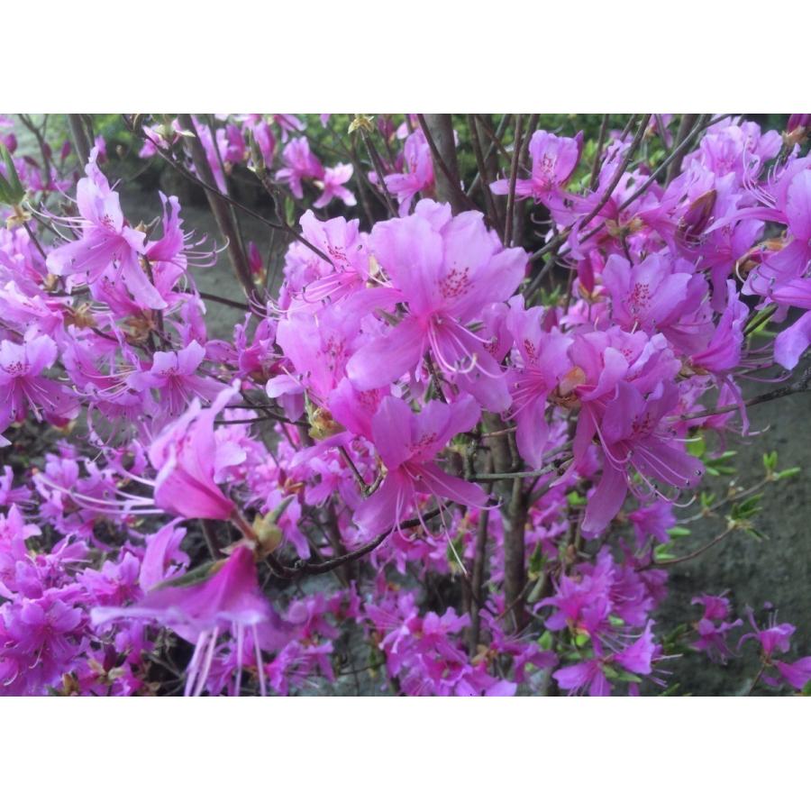 ミツバツツジ 株立ち 約1.7m 現品発送 美樹形株 三つ葉ツツジ 三ツ葉