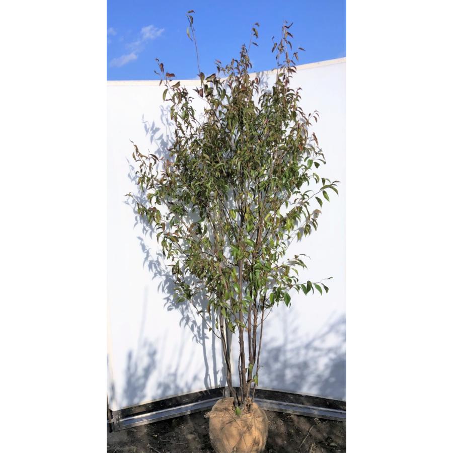 常緑エゴノキ 株立ち 約2.1m 現品発送 特大株 植木苗木 トキワエゴ