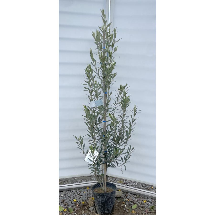 オリーブの木 シプレッシーノ 約2m 特大植木苗木 規格販売 お買い得