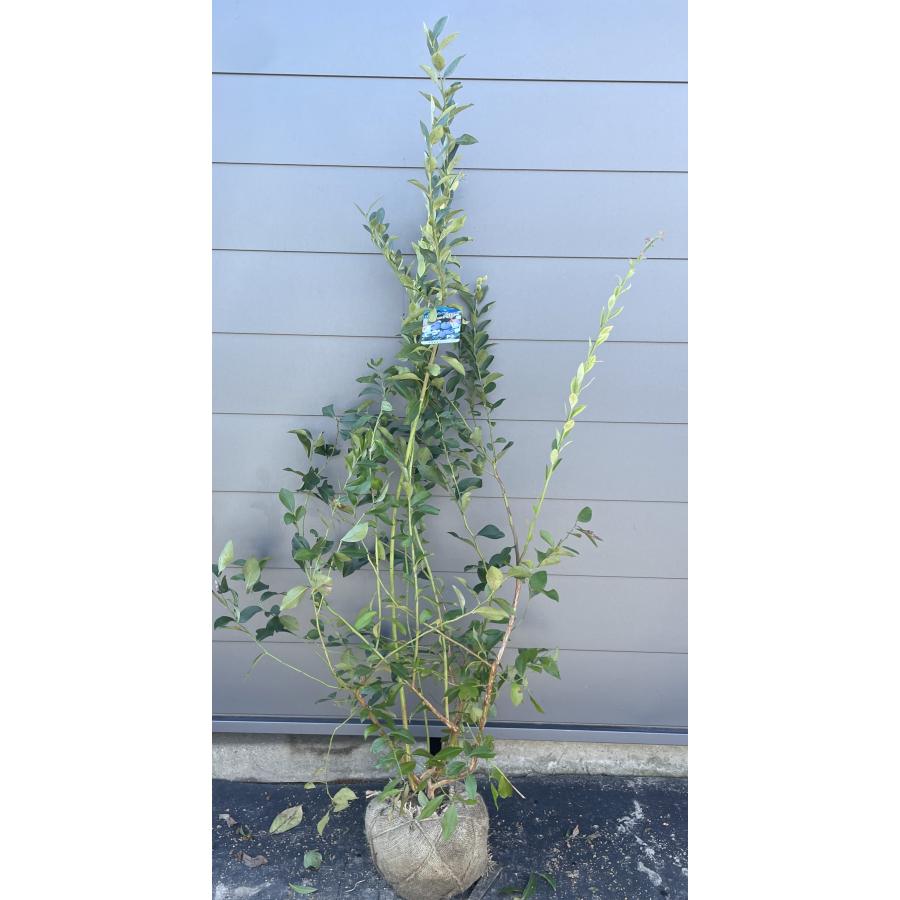 ブルーベリー ブライトウェル 株立ち 約1.5m 規格販売品 特大 植木