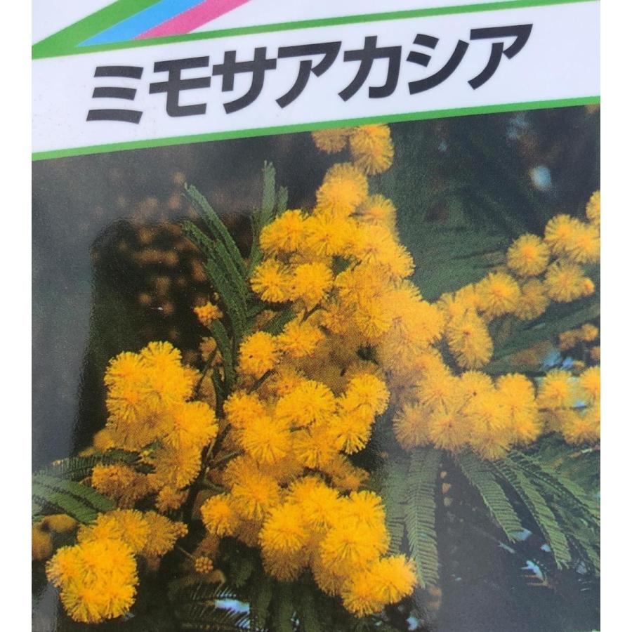 ミモザアカシア 約2m 特大植木苗木 ギンヨウアカシア 銀葉アカシア