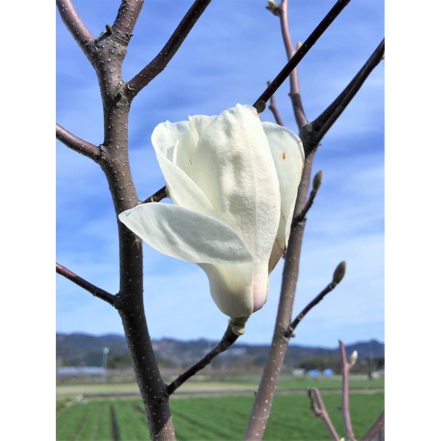 白モクレン 約1.7m 規格販売品 特大株 植木 苗木 大苗 白木蓮