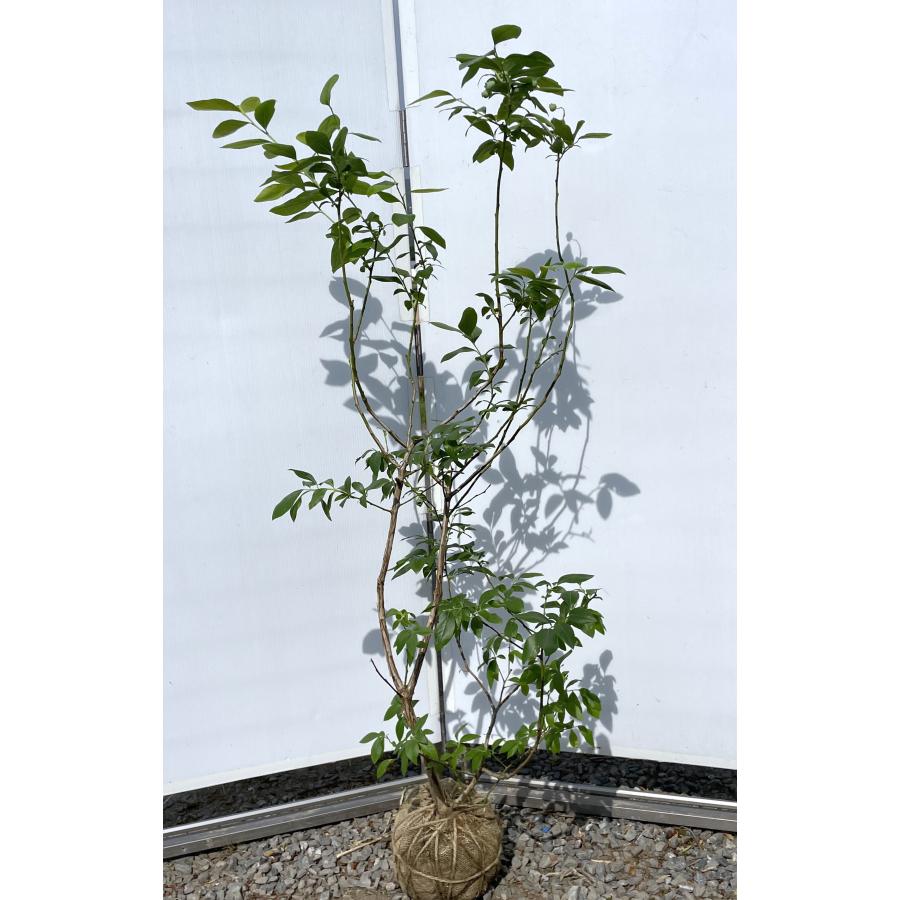 ブルーベリー チャンドラー 1.2m 規格販売品 特大苗木 植木苗木大苗