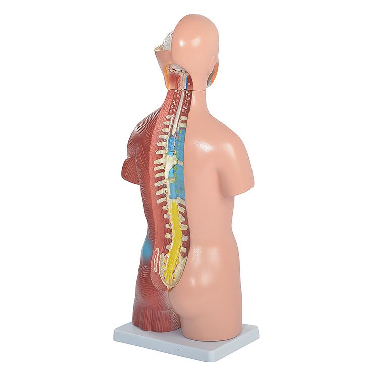 ユニセックス人体模型GX-205 お腹の見える人体模型46cm 23パーツ