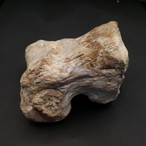 化石 コエロフィシス 歯 [DS394] 恐竜 希少 レア 化石 コエロフィシス