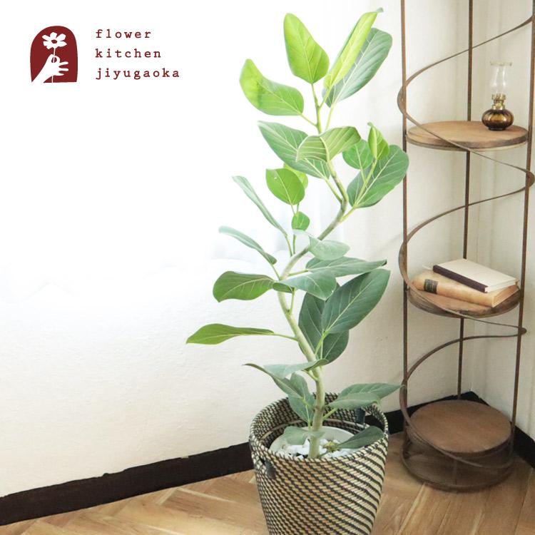 FlowerKitchen 観葉 曲がり仕立て フィカス ベンガレンシス オードリー
