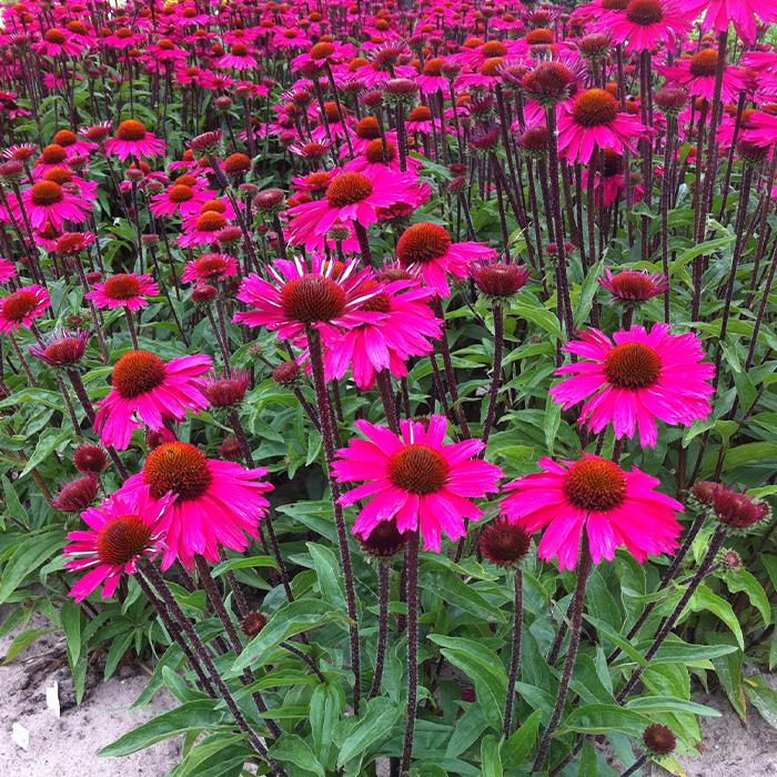 日本花キ流通 予約販売 エキナセア 苗 センセーションピンク 9cmポット