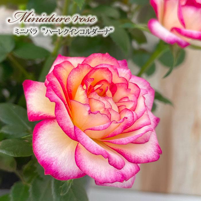 日本花キ流通 【まもなく締め切り】 予約販売 ミニバラ ハーレクイーン