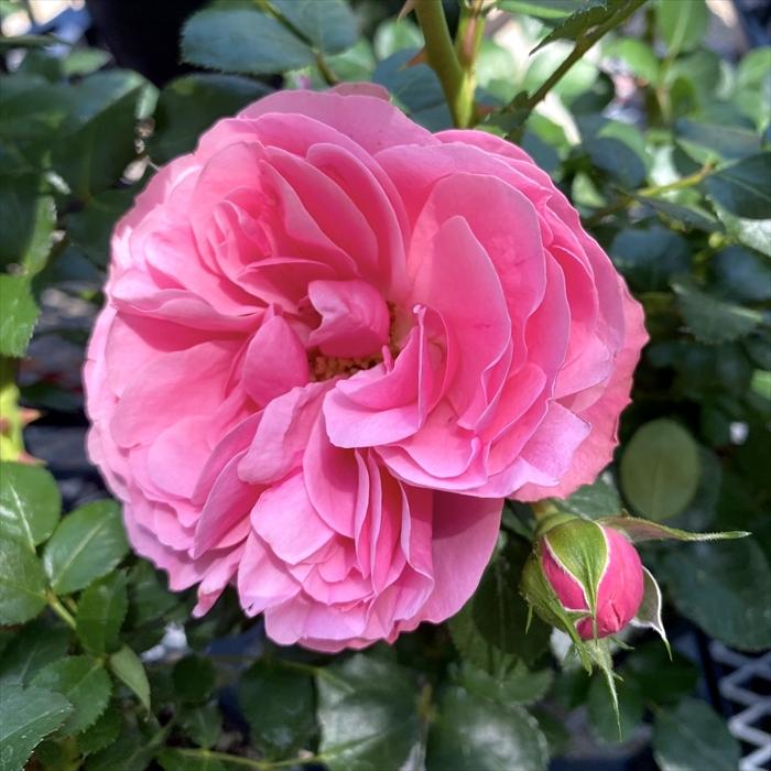 日本花キ流通 予約販売 バラ苗 バラ大苗 つるバラ レオナルドダ