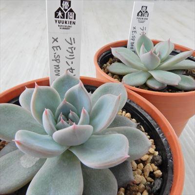 多肉植物 yukエケベリア ラウリンゼ×E.sp nov Puebula 優木園さんの苗