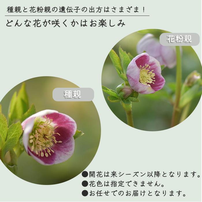 予約販売 クリスマスローズ 苗 パステリッシュストレイン 大和園さん