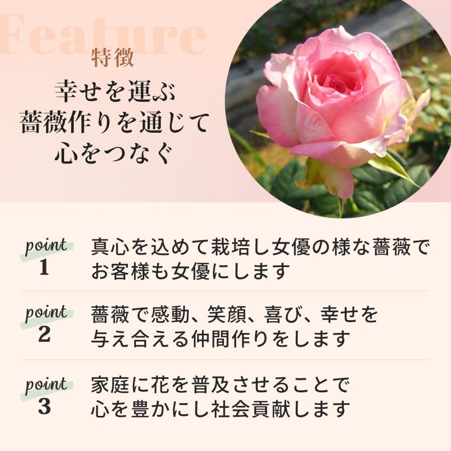 予約販売 バラ苗 バラ大苗 桜吹雪 契約品種 薔薇 ばら 送料無料 国産苗