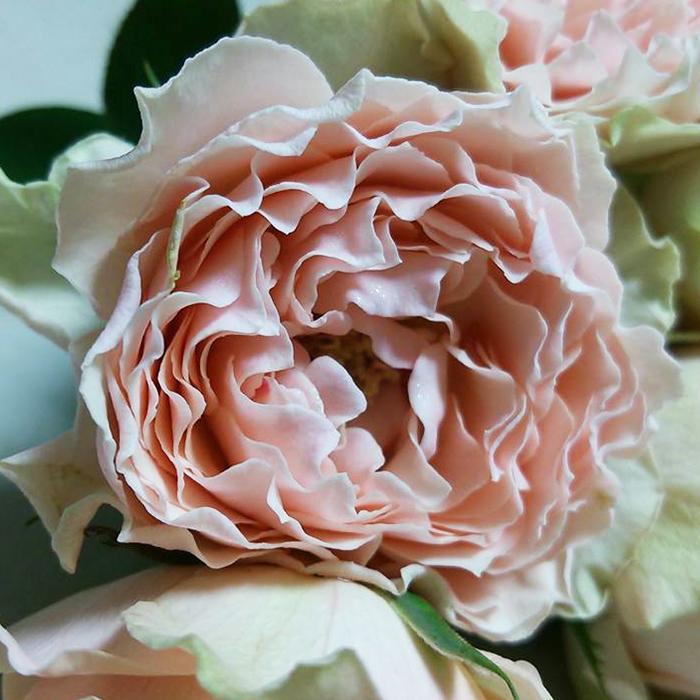 予約販売 バラ苗 バラ大苗 マロンフォレスト 契約品種 薔薇 ばら 送料