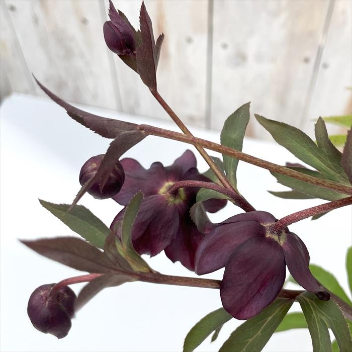 クリスマスローズ 広瀬園芸 クレオパトラ 0211-021 現品販売 送料無料