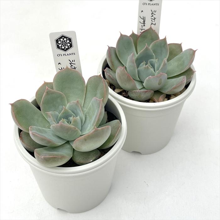 多肉植物 O'sエケベリア シムランスブスタマンテ×デザートハーモニー