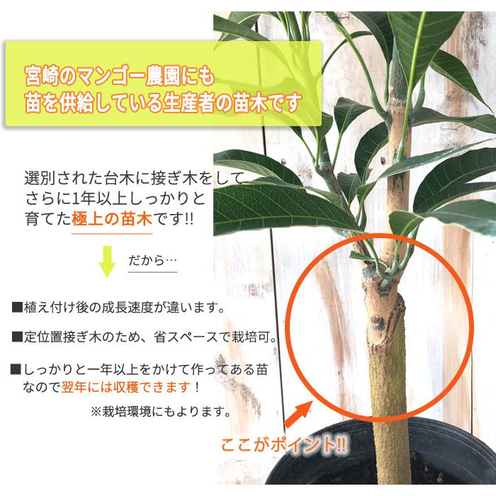 日本花キ流通 マンゴー 苗 紅龍 6号鉢 送料無料 アップルマンゴー 接木
