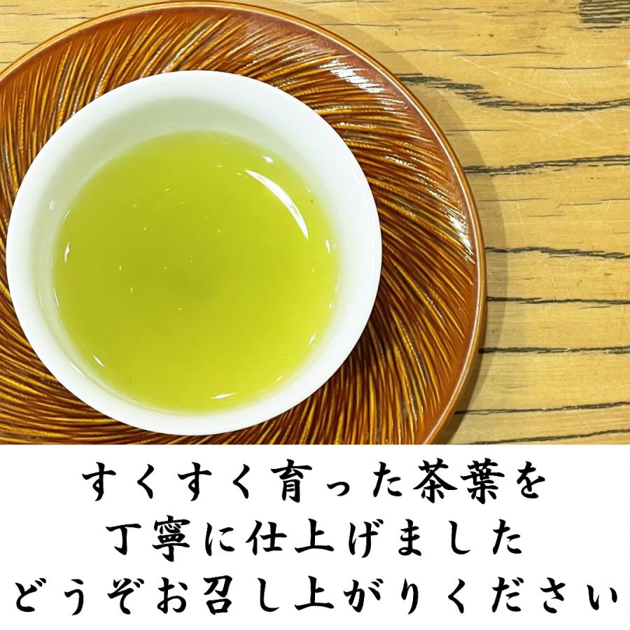 特選川根茶 100g×2袋 2025年産 静岡茶 静岡茶名産地シリーズ 生粋川根