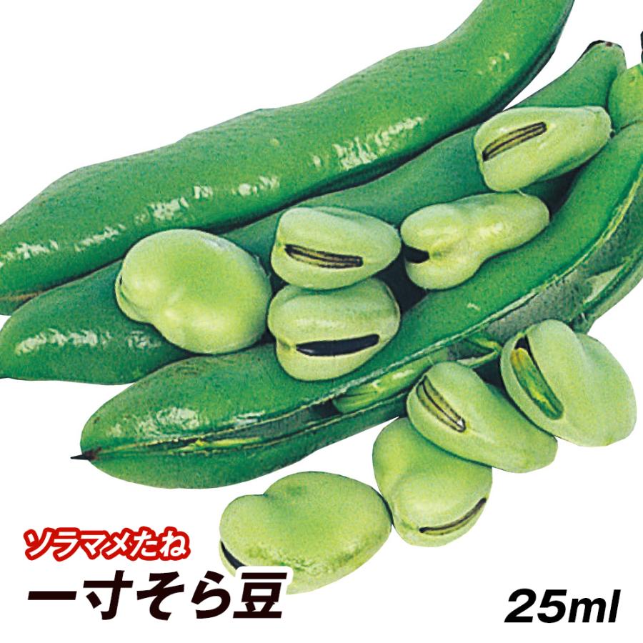 種 野菜たね マメ ソラマメ 一寸そら豆 1袋（25ml） 豆 野菜の種 国