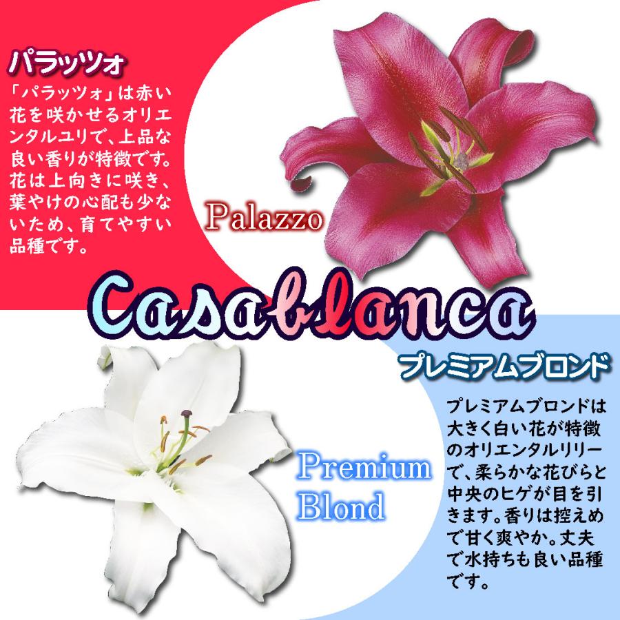 ユリ 球根 オリエンタルリリー 超大人気 大球 カサブランカセット 4種