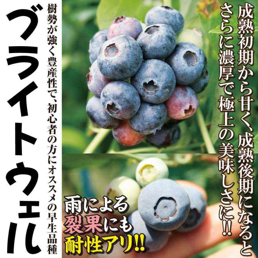 果樹苗 大株ラビットアイ系ブルーベリー 大株ブライトウェル 1株 送料