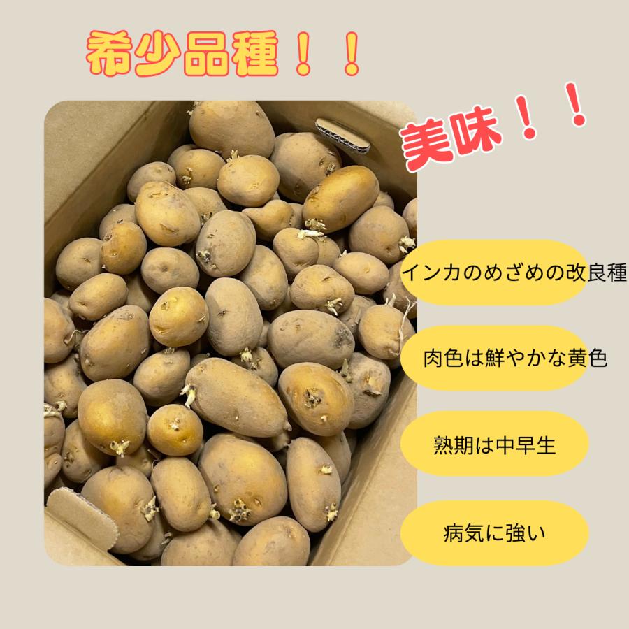 10Kg 種芋 ながさき黄金 混玉 ジャガイモ PVP じゃがいも 栽培用 秋