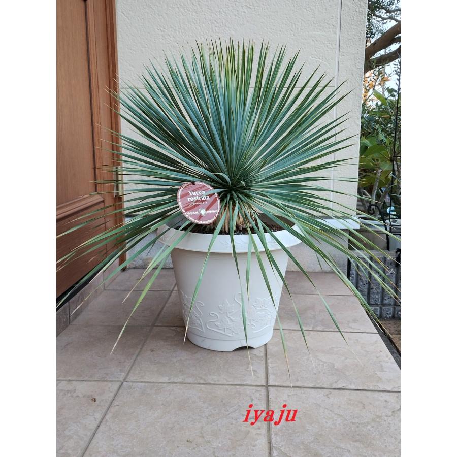 ユッカ ロストラータ 12号（1129） 耐寒性観葉植物 ドライガーデン