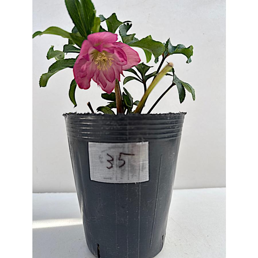 クリスマスローズ 開花苗 035 キャンディーピンク : 花郷園 KAGOEN