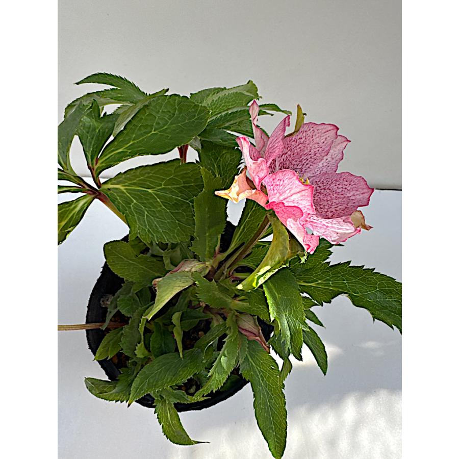 クリスマスローズ 開花苗 042 papier Deux : 花郷園 KAGOEN NURSERY