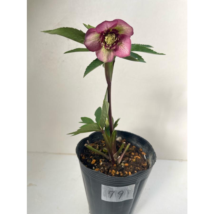 クリスマスローズ 開花苗 079 ボッコネイ交配 ピンクセミダブル : 花郷