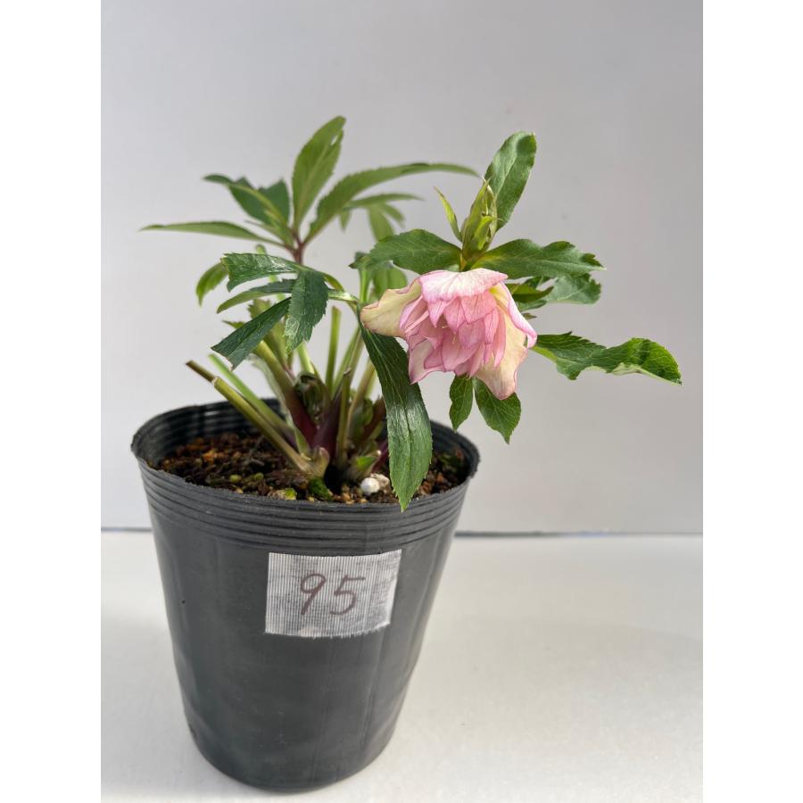クリスマスローズ 開花苗 095 オーガンジーピンクダブル : 花郷園