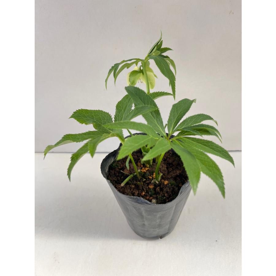 クリスマスローズ 開花苗 100 : 花郷園 KAGOEN NURSERY - 通販 - Yahoo