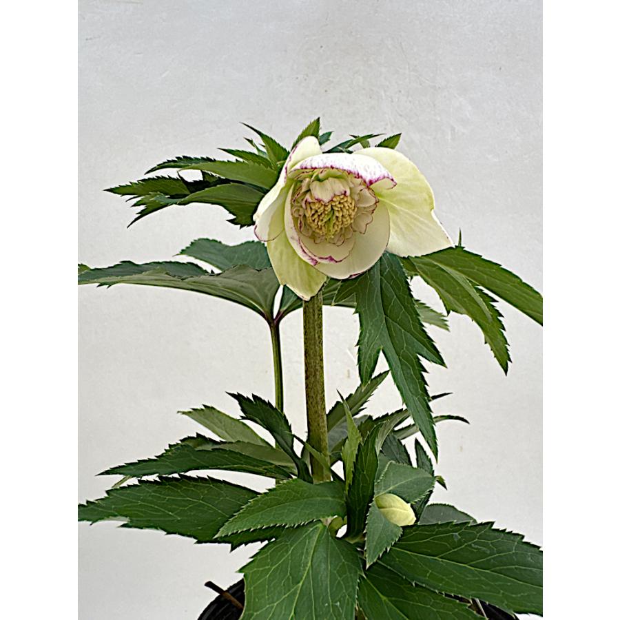 クリスマスローズ 開花苗 008 ホワイトセミダブルピコテイ : 花郷園