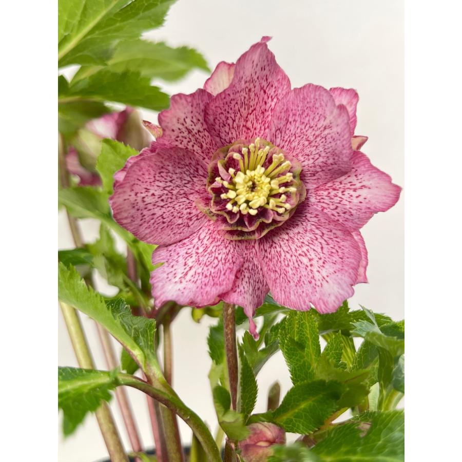 蒼ララ様ご購入苗㉖-139㉖-216クリスマスローズ 楽天市場】クリスマス