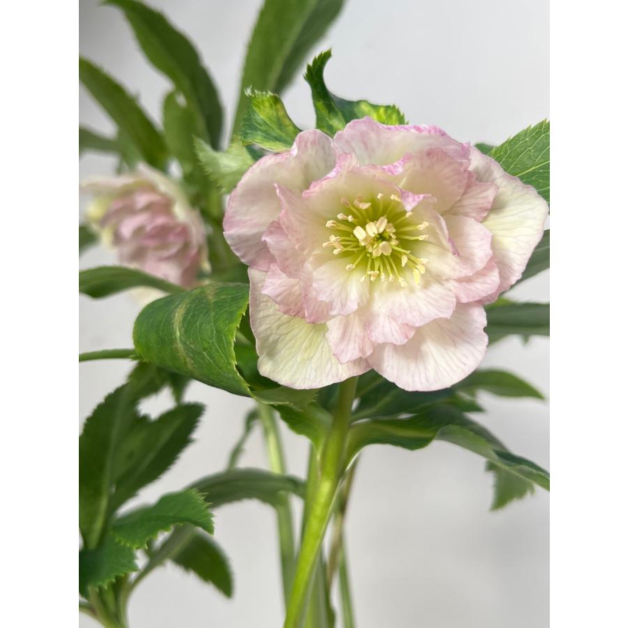 クリスマスローズ 開花苗 081 霜降りダブル : 花郷園 KAGOEN NURSERY