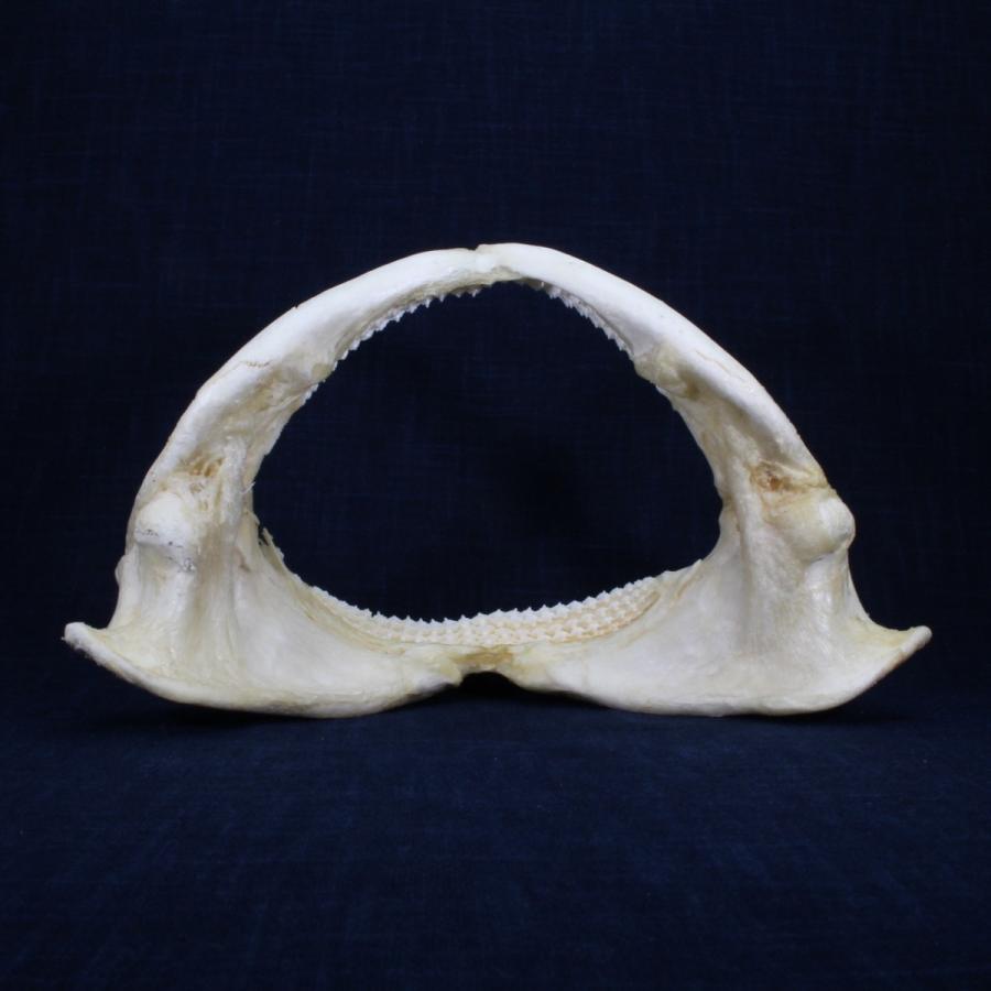 サメ 標本】オオテンジクザメNo.1 顎骨標本 サメの歯 コレクション