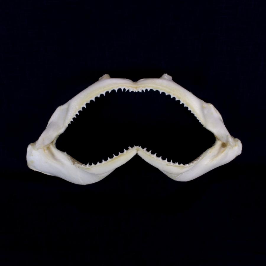 サメ 標本】ハナザメNo.9 顎骨標本 サメの歯 コレクション 教材 ギフト