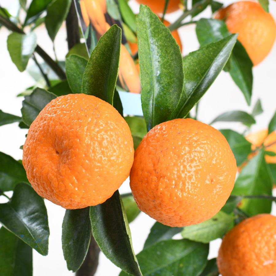 吉本花城園 爆買 実つき 紀州小みかん 6号鉢 手のひらサイズの