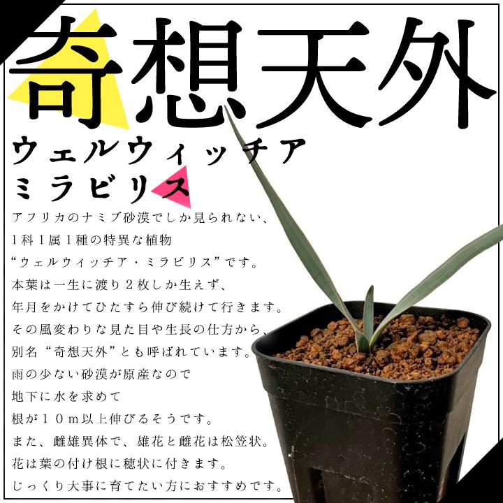 送料無料 奇想天外 ウェルウィッチア・ミラビリス 実生1年目 3号ロング