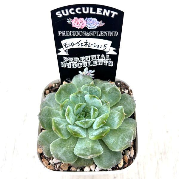 多肉植物 エケベリア モンロージェネレーション5 7.5cmポット苗