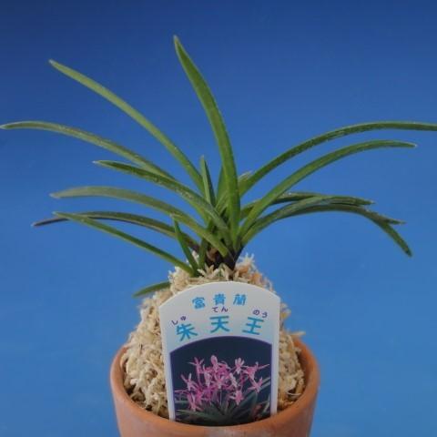 富貴蘭】 朱天王（しゅてんのう）3-4条/ 花 蘭 古典植物 フウラン