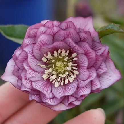 クリスマスローズ 花 苗 八重咲き ピコティ系ダブル 9cmポット 松村