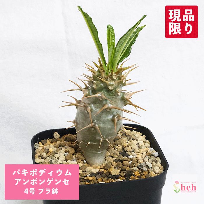 パキポディウム アンボンゲンセ 4号 プラ鉢 塊根植物 コーデックス