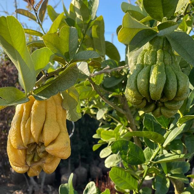 みかん 苗木 【 仏手柑 （ぶっしゅかん） 】 1年生 接ぎ木 ポット苗