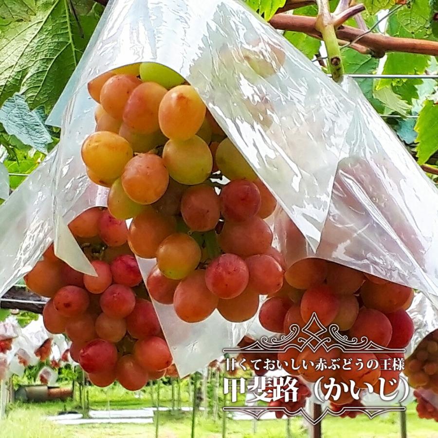 土介さま専用出品 春峰 3年生 苗木 土介さま専用出品 春峰 3年生 苗木