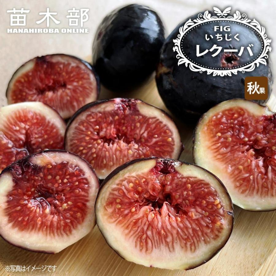 いちじく レクーバ 1年生挿し木苗 : 苗木部 花ひろばオンライン - 通販