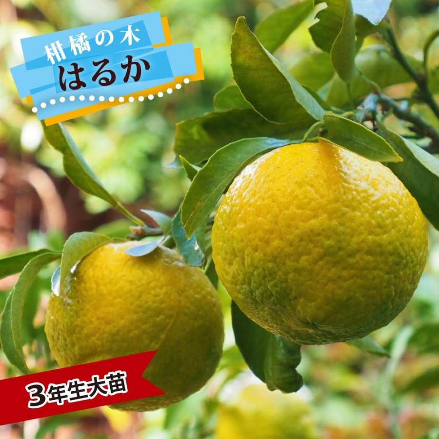 みかん 苗木 はるか 3年生接木大苗 産地で剪定済 1.0m苗 登録品種