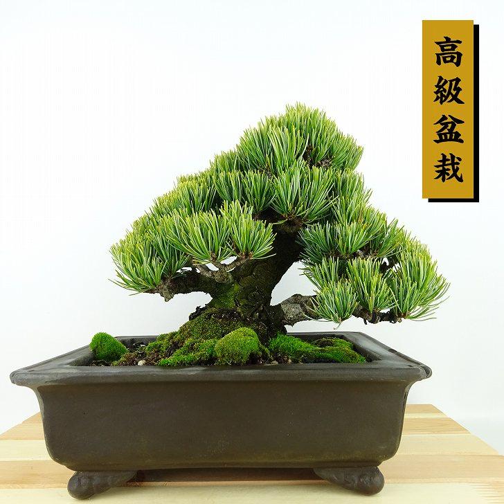 盆栽 松 五葉松 宮島 樹高 約18cm ごようまつ 高級盆栽 Pinus