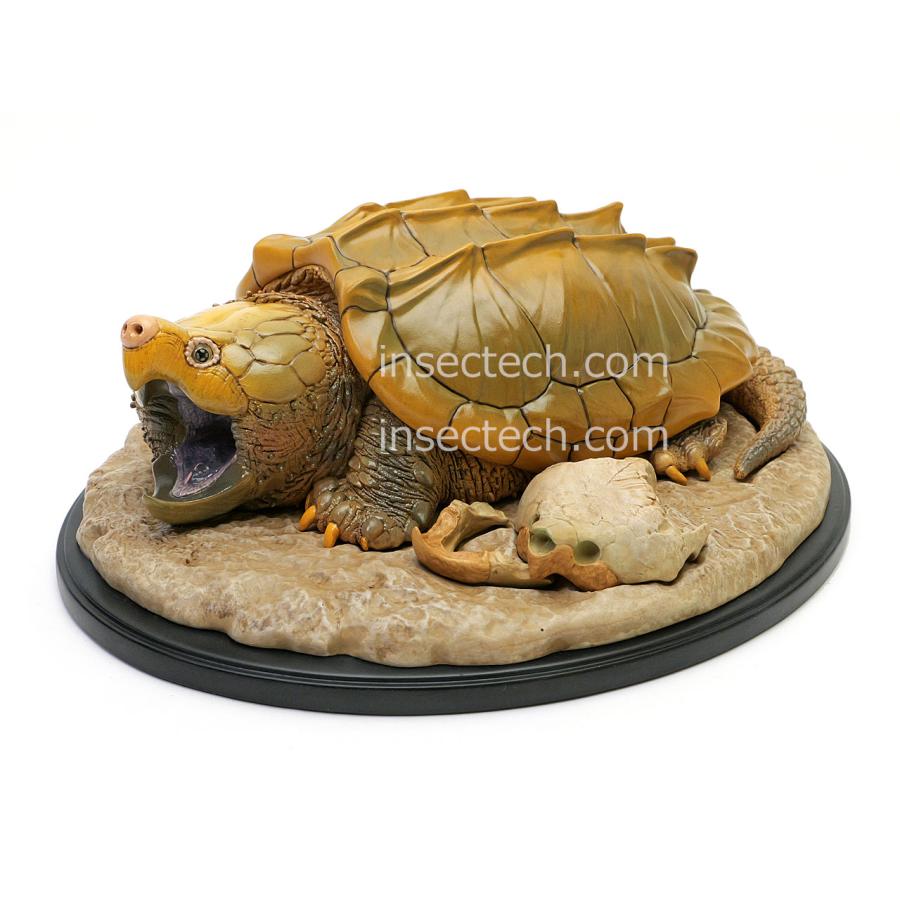 動物の惑星 写実シリーズ】第一弾 初回頭骨付属 ワニガメ フィギュア