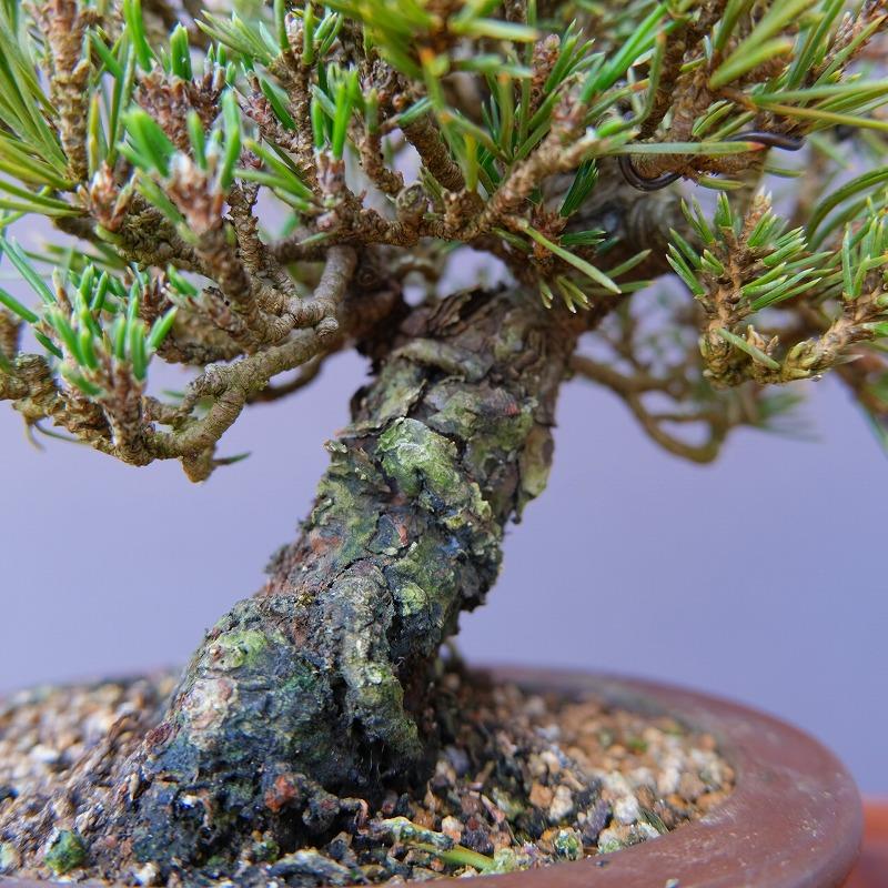 株）一樹園 千寿姫【新品種】 小品盆栽／樹齢20年 : 一樹園 - 通販